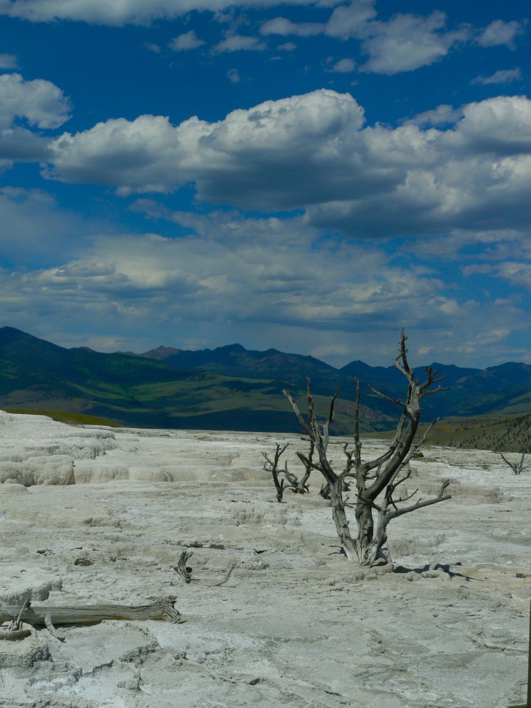 yellowstone_cooked_tree