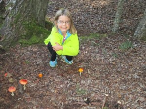 Cool mushrooms in forest