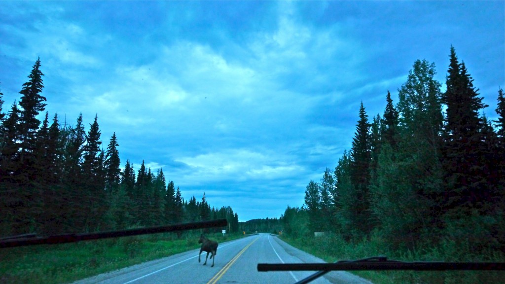 Moose Crossing!  It was quite dark, so this picture was enhanced.