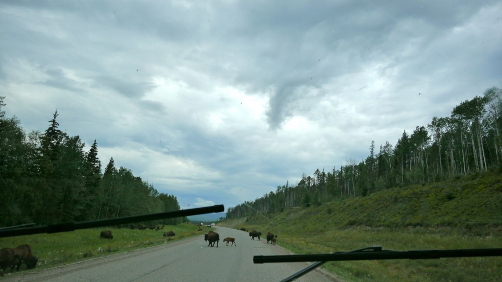 Forest Bison on the road.