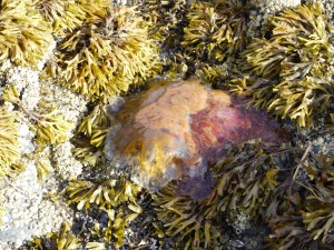 Poor little Lion Mane Jelly got caught in low tide.