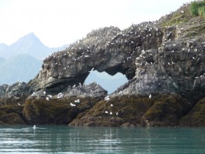 We passed Gull Island on our way to Peterson Bay. Around 20,000 seabirds build nests on this little island.  