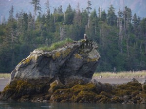 Bald Eagle on Otter Rock.  This is where we went tide pooling. 