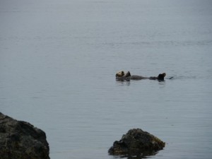 So happy to spot a sea otter! 