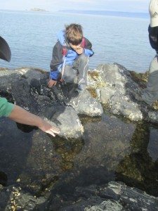 Looking in tide pools for sea creatures.  