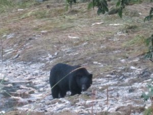 Black Bear hears us!