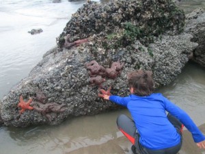 Kane touching the seastars. 