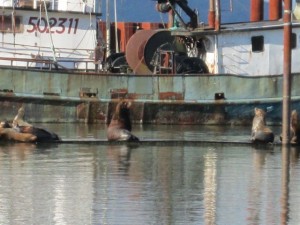 Sea Lions on the docks in Astoria