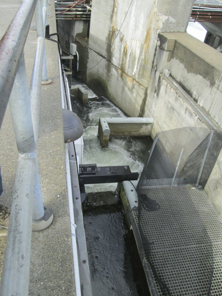 Fish ladder at the lock-n-dam from the top.  It has sequential chambers with successively higher elevation.  Some fish jump from one to the next, some swim super hard though tunnels between them.  (there appears to be a powerful flow of water through the tunnel)