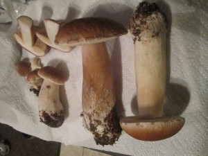 King Boletes