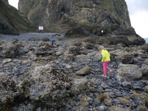 Looking for sea creatures in the tide pools. 