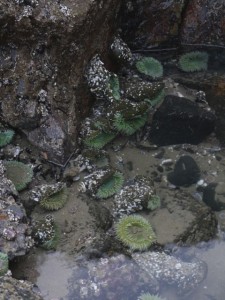 We spotted so many beautiful anemones! 