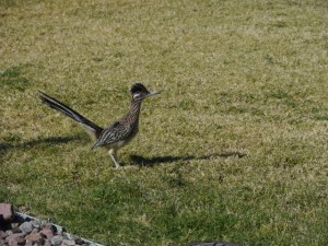 Leaving the visitor center, kids were excited to see a Road Runner. 