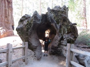 Kids loved walking through a fallen sequoia. 