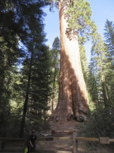 General Grant Tree - third largest sequoia by volume in the world. 