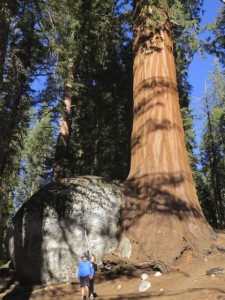 The sequoias are huge! 