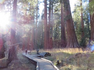 Walking along Big Trees Trail 