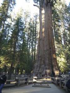 Largest tree on earth by volume