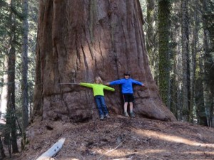 The width of the sequoias was amazing! 