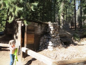 This little cabin was built into  a sequoia.  Hale Tharp lived here in the summers from 1861 to 1890 when Sequoia became a National Park. 