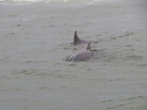 Bottlenose Dolphins