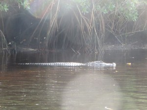 Our first alligator spotting of our trip and on this canoe trip!  