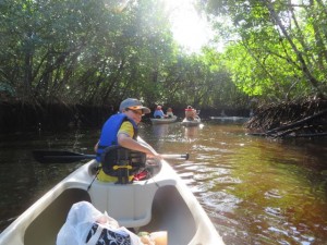 Going through the mangrove forest