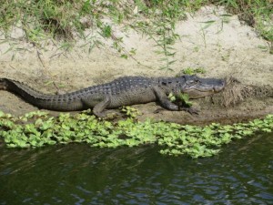 Kane spotted this alligator from the car.  Here's a closeup. 