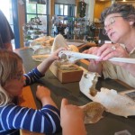 Ranger telling us about the different skulls of animals that live at Biscayne. That's a pelican! 