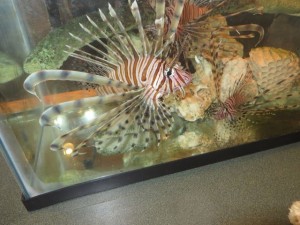 Lionfish(not native) are a huge problem!  They are destroying the reefs and eat anything in sight. 