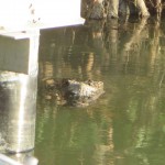 We spotted our first crocodile of our trip by the marina. 