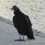 First sighting of a black turkey vulture. 