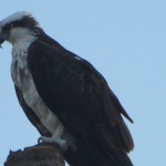 Osprey sighting. 