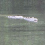 The crocodiles were out today! 