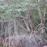 Lots of mangrove trees