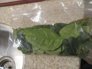 Thai basil leaves-they smell so good! 