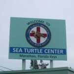 seaturtle02