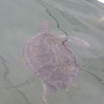 seaturtle08