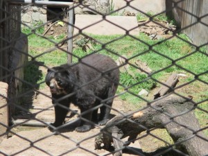 Spectacled Bear