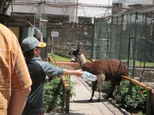 This llama like to follow Kane. 