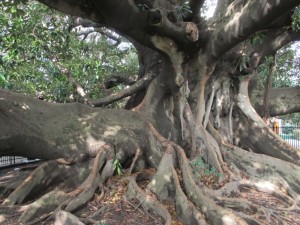 Cool tree that our kids climbed