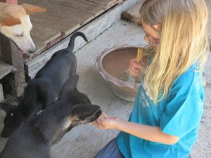 I am feeding treats to the puppies. 